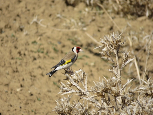 European Goldfinch