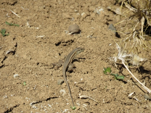 Snake-eyed Lizard