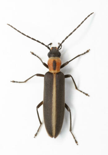 Oxycopis mimetica (Horn, 1896)