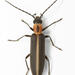 Oxycopis mimetica - Photo (c) Chris Rorabaugh, all rights reserved, uploaded by Chris Rorabaugh