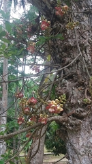 Couroupita guianensis image
