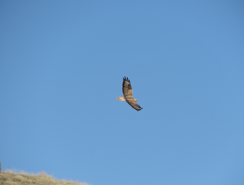 Long-legged Buzzard