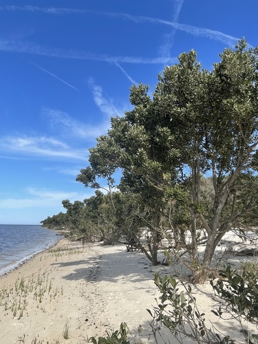 black mangrove