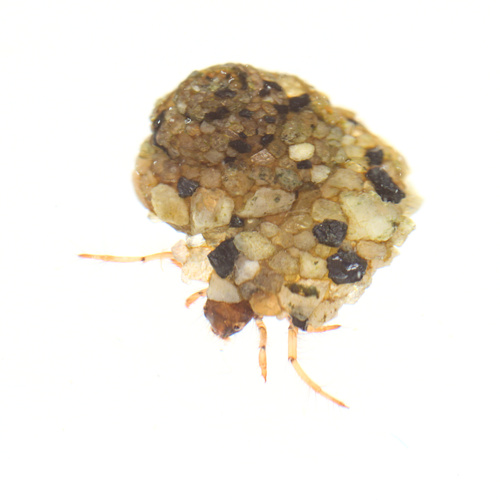 iNaturalist observation photo of Spiral Caddisflies
