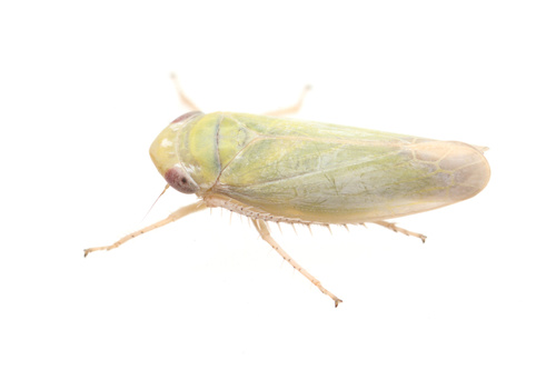 iNaturalist observation photo of Ballana