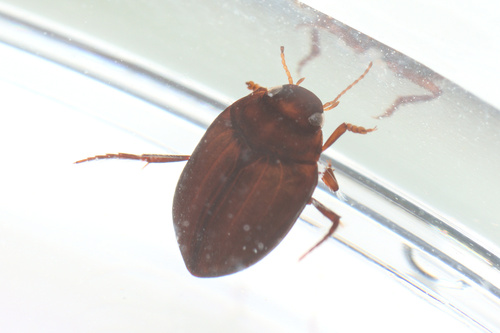iNaturalist observation photo of Hydroporinae