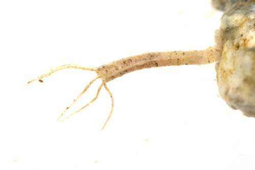 iNaturalist observation photo of Non-biting Midges