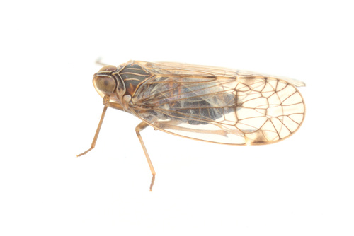 iNaturalist observation photo of Oeclidius