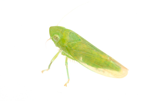 iNaturalist observation photo of Neocoelidia