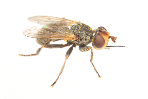 iNaturalist observation photo of Zodion