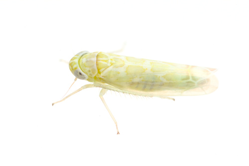 iNaturalist observation photo of Hebata