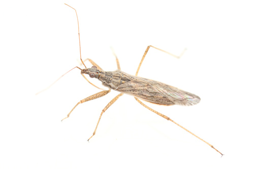 iNaturalist observation photo of Nabis