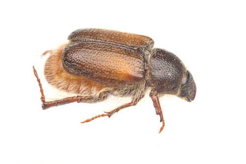 iNaturalist observation photo of Scarabs