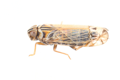 iNaturalist observation photo of Haplaxius
