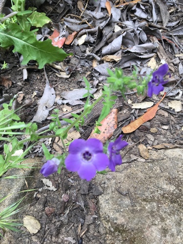 iNaturalist observation photo of Fiesta Flower