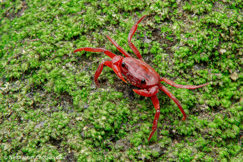 Phricotelphusa