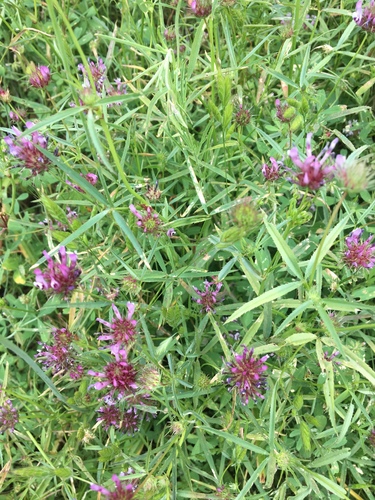 iNaturalist observation photo of tomcat clover