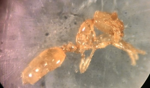 Solenopsis latroSolenopsis latro