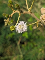 Mimosa pigra image