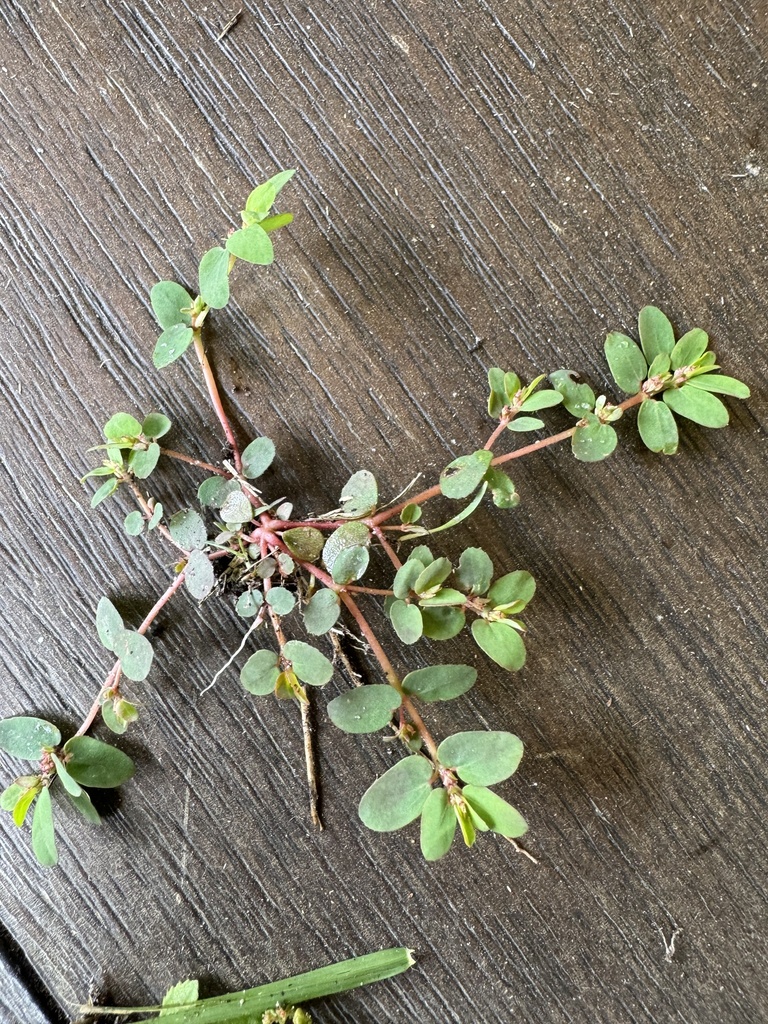 Red Caustic-creeper from E Royal Cove Cir, Davie, FL, US on April 4