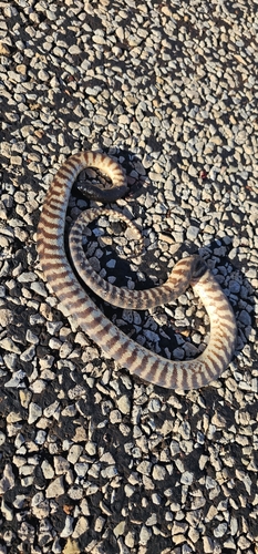 Black-headed Python