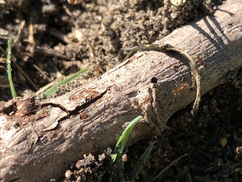 iNaturalist observation photo of Argentine Ant