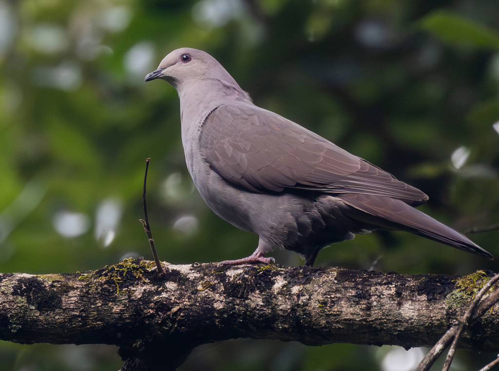 Plumbeous Pigeon photo