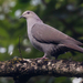 Plumbeous Pigeon - Photo (c) Eduardo Faria, all rights reserved, uploaded by Eduardo Faria