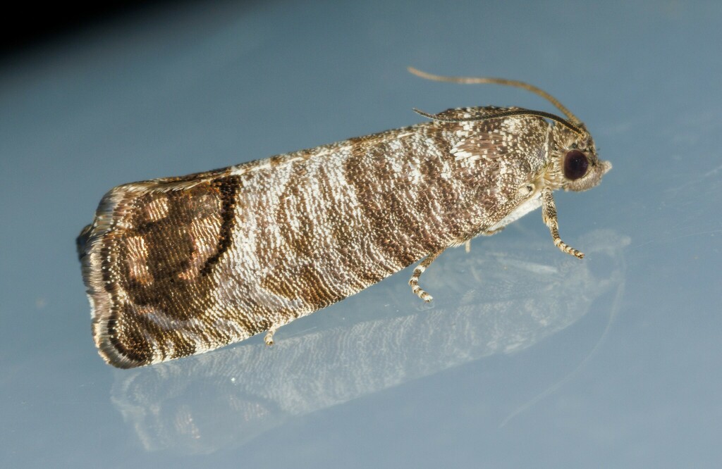 Codling Moth from Senda Nueva, Davis, CA 95616, USA on April 2, 2024 at ...
