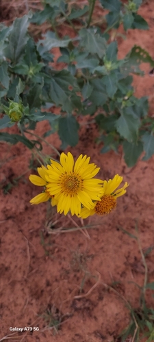 cowpen daisy