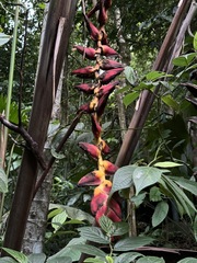 Heliconia pogonantha image