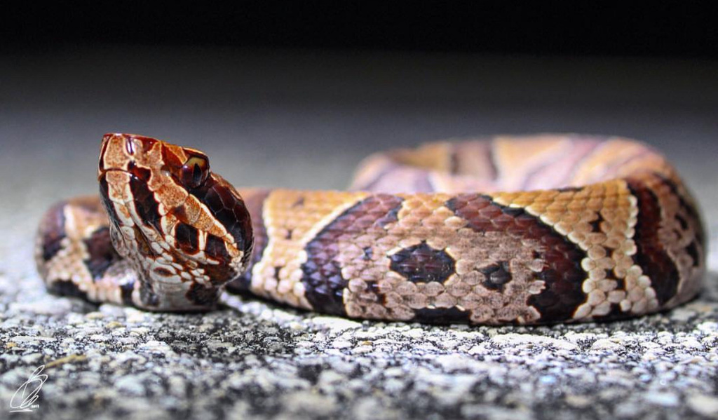 Florida Cottonmouth in October 2017 by An person · iNaturalist