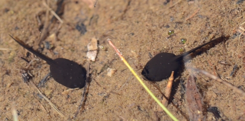 iNaturalist observation photo of Yosemite Toad