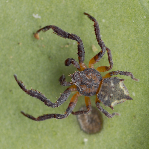 Onocolus pentagonus