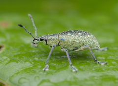 Exophthalmus jekelianus image