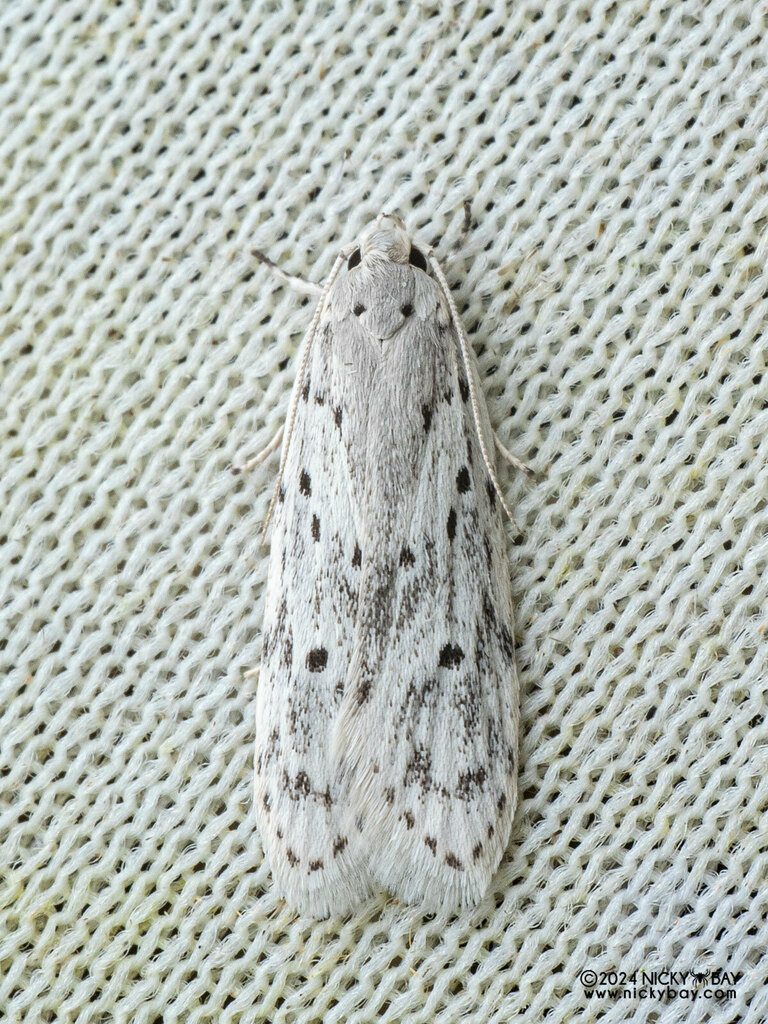 Curved-horn Moths from Trusmadi Forestry reserve FMU 10, Apin Apin ...