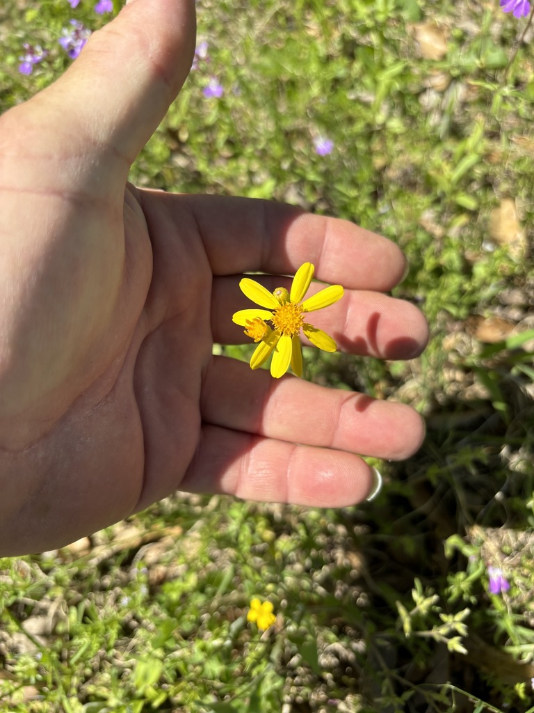 Texas ragwort from Fort Towson, OK 74735, USA on April 4, 2024 at 12:15 ...