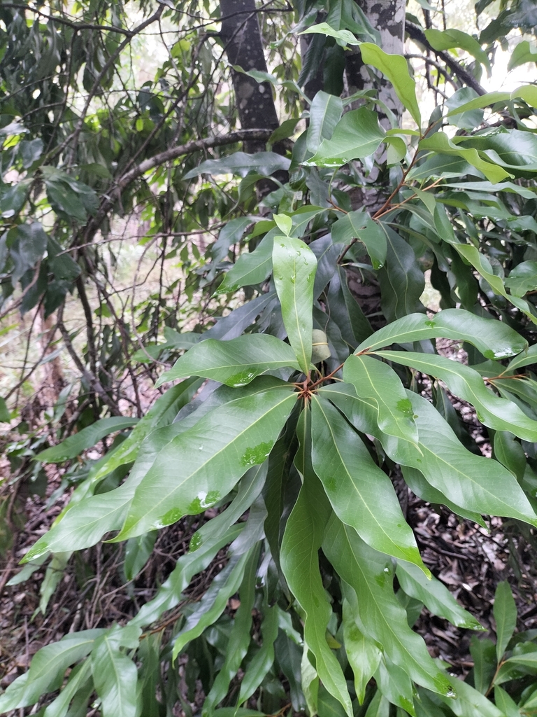 ivory curl tree from Aroona QLD 4551, Australia on April 5, 2024 at 01: ...