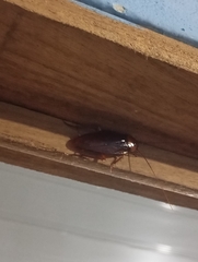 Periplaneta americana image