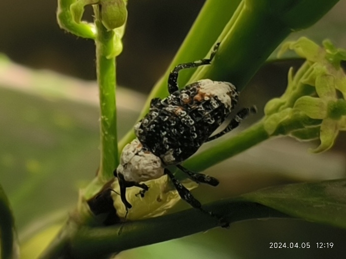 Eucryptorrhynchus brandti from 江苏省苏州市姑苏区虎丘 on April 5, 2024 at 12:19 PM ...