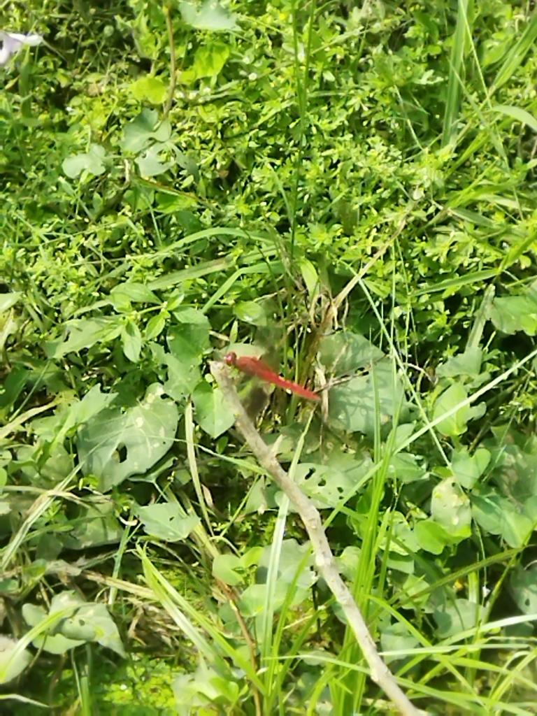 Scarlet Skimmers from Satrampadu, Eluru, Andhra Pradesh, India on April ...