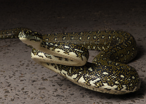 Diamond Python sighting