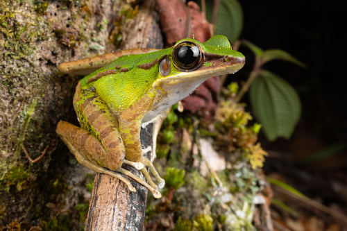Odorrana hosii (Boulenger, 1891)