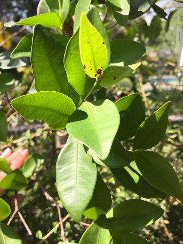 myrtle of the river (Calyptranthes zuzygium)