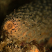 Warty Sea Cucumber - Photo (c) Phil Garner, all rights reserved