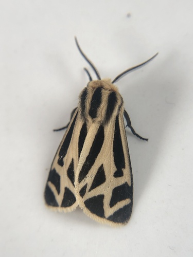 Charlotte's Tiger Moth