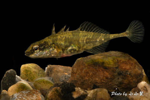 Fourspine Stickleback