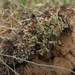 photo of Pixie Cup Lichens (Cladonia)