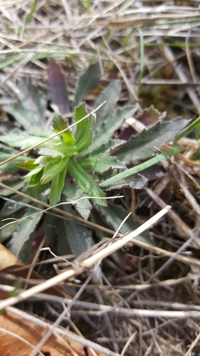 photo of Dicots (Magnoliopsida)