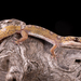 Elegant Velvet Gecko - Photo (c) Jono Dashper, all rights reserved, uploaded by Jono Dashper